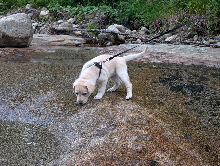 chinook dog